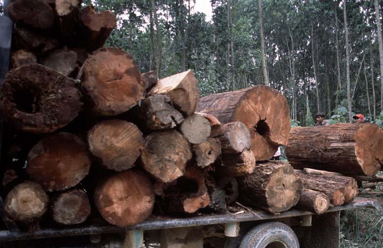 Perhutani Dan Polisi Berhasil Gagalkan Enam Pelaku Ilegal Loging di Pangandaran