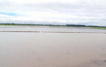 Ratusan Hektare Sawah di Pangandaran Gagal Masa Tanam Akibat Terendam Banjir