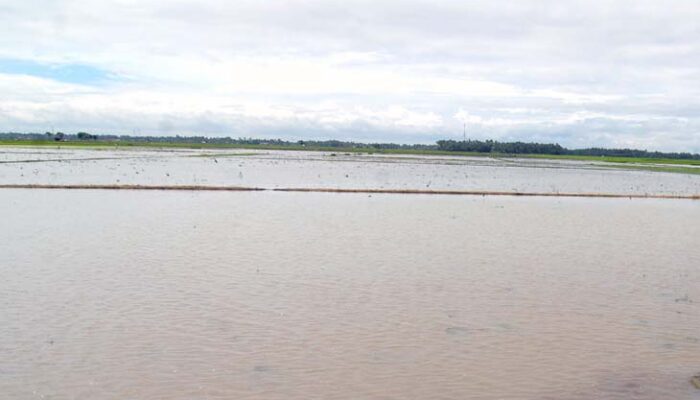 Ratusan Hektare Sawah di Pangandaran Gagal Masa Tanam Akibat Terendam Banjir