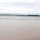 Ratusan Hektare Sawah di Pangandaran Gagal Masa Tanam Akibat Terendam Banjir