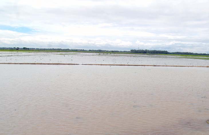 Ratusan Hektare Sawah di Pangandaran Gagal Masa Tanam Akibat Terendam Banjir