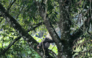 35 Pasang Owa Jawa Dilepas di Gunung Tilu