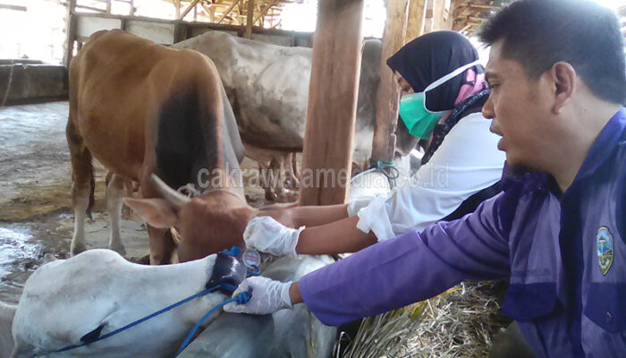Dinas Pertanian Pastikan Hewan Kurban di Kota Tasik Dijamin Aman