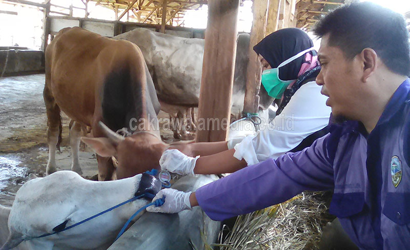Dinas Pertanian Pastikan Hewan Kurban di Kota Tasik Dijamin Aman