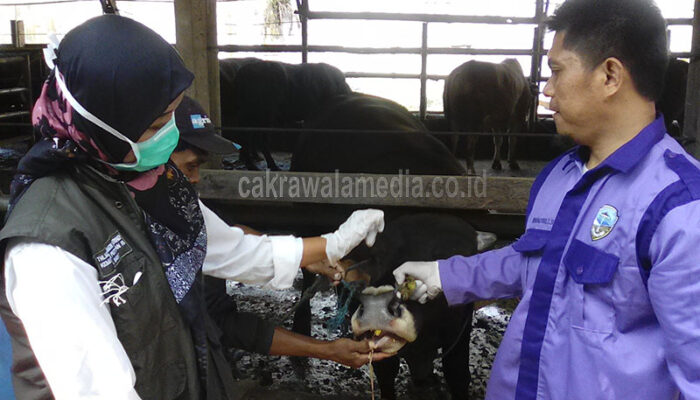 Ditemukan 4 Ekor Sapi di Kota Tasik Tidak Layak Potong