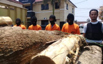 Naas 4 Supir Pengangkut Kayu Illegal loging Dibekuk Polisi, Tapi Aktor Intelektualnya Masih di Selidiki