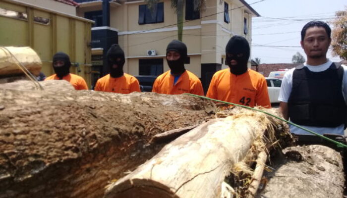 Naas 4 Supir Pengangkut Kayu Illegal loging Dibekuk Polisi, Tapi Aktor Intelektualnya Masih di Selidiki