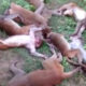 Belasan Monyet Mati Kena Serangan Jantung