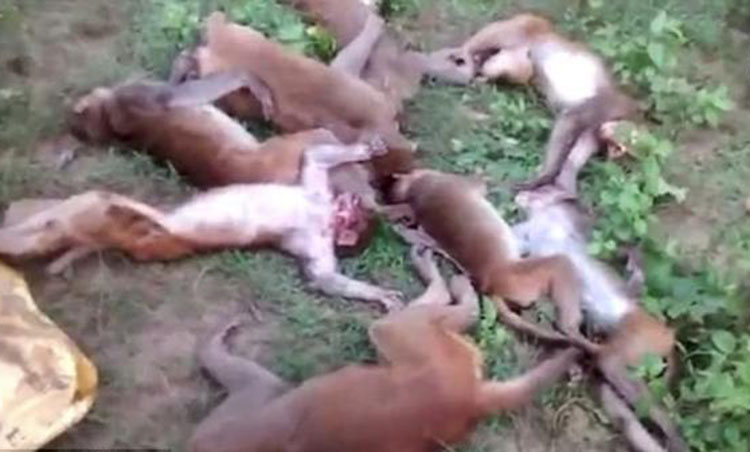 Belasan Monyet Mati Kena Serangan Jantung