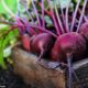 Ini Manfaat Buah Bit Bagi Penyuka Olahraga