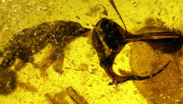 Ini Semut Neraka yang Memiliki Bilah Seperti Pedang dan Tanduk Berlapis Metal