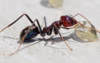 Kisah Nabi Sulaiman, Semut dan Cacing Buta