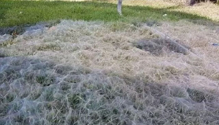 Ngeri Sekali Melihat Laba-laba Seperti Ini