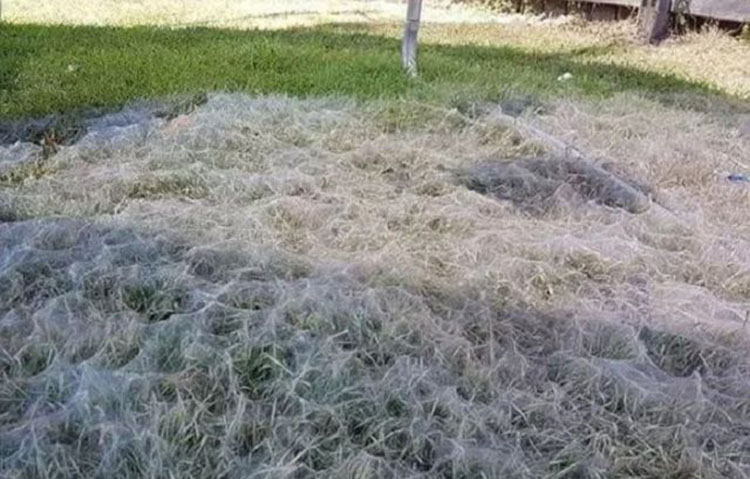 Ngeri Sekali Melihat Laba-laba Seperti Ini