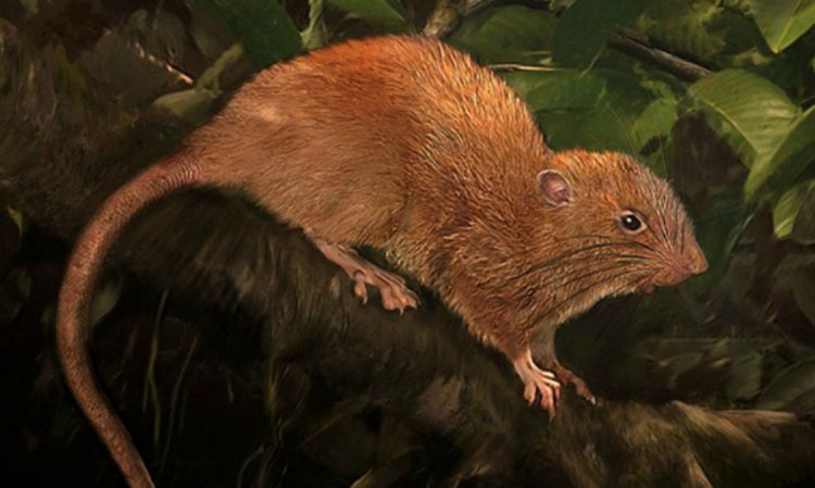 Ngeri, Tikus Ini Mampu Buka Kelapa dengan Giginya