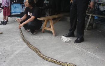 Penemuan Ular Sanca Bikin Gempar Warga Cieunteung Gede
