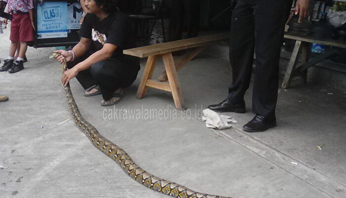 Penemuan Ular Sanca Bikin Gempar Warga Cieunteung Gede