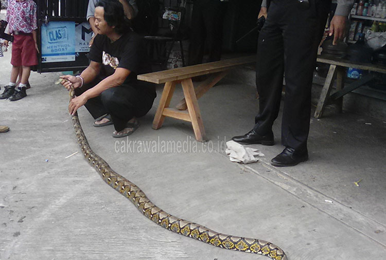 Penemuan Ular Sanca Bikin Gempar Warga Cieunteung Gede