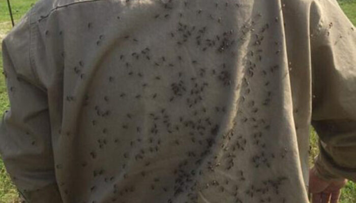 Setelah Badai Harvey Reda, Giliran Nyamuk Menyerang Texas