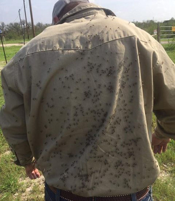 Setelah Badai Harvey Reda, Giliran Nyamuk Menyerang Texas