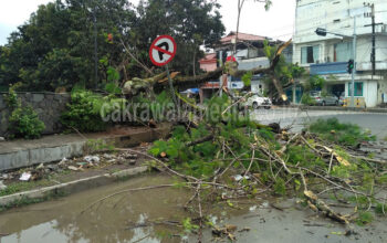 Sebuah Pohon Besar Depan Mesjid Agung Pangandaran Roboh