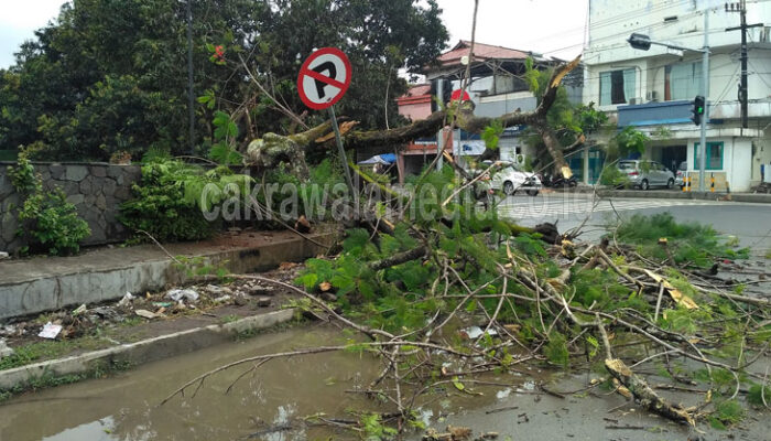 Sebuah Pohon Besar Depan Mesjid Agung Pangandaran Roboh