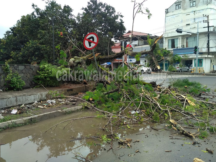 Sebuah Pohon Besar Depan Mesjid Agung Pangandaran Roboh