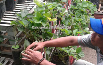 Bangun Ramah Lingkungan dengan Tanam Sayur