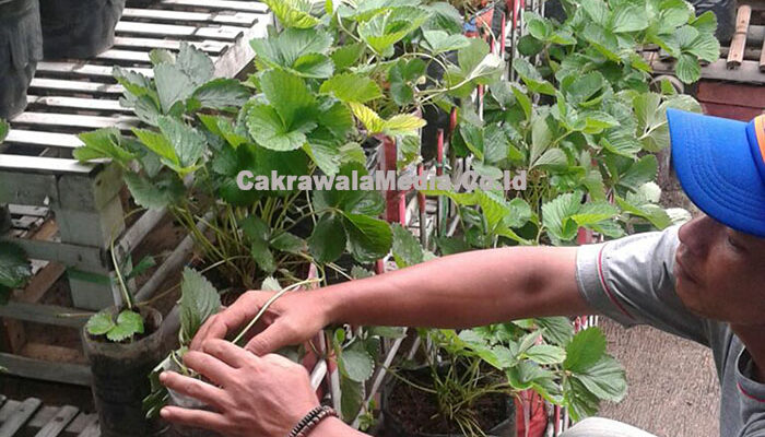 Bangun Ramah Lingkungan dengan Tanam Sayur