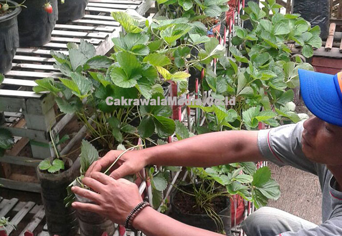 Bangun Ramah Lingkungan dengan Tanam Sayur