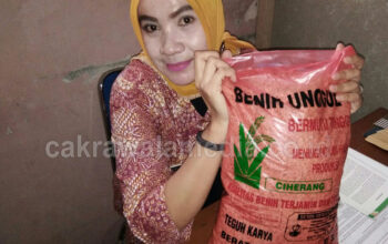 Hebat, 7 Kelompok Tani di Pangandaran Bisa Menciptakan Produk Benih Padi Unggulan