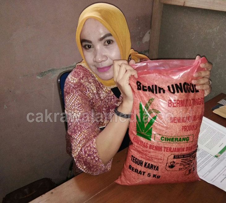 Hebat, 7 Kelompok Tani di Pangandaran Bisa Menciptakan Produk Benih Padi Unggulan
