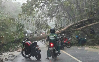 Lagi, Pohon Besar Tumbang di Emplak Pangandaran, Arus Lalin Tertutup