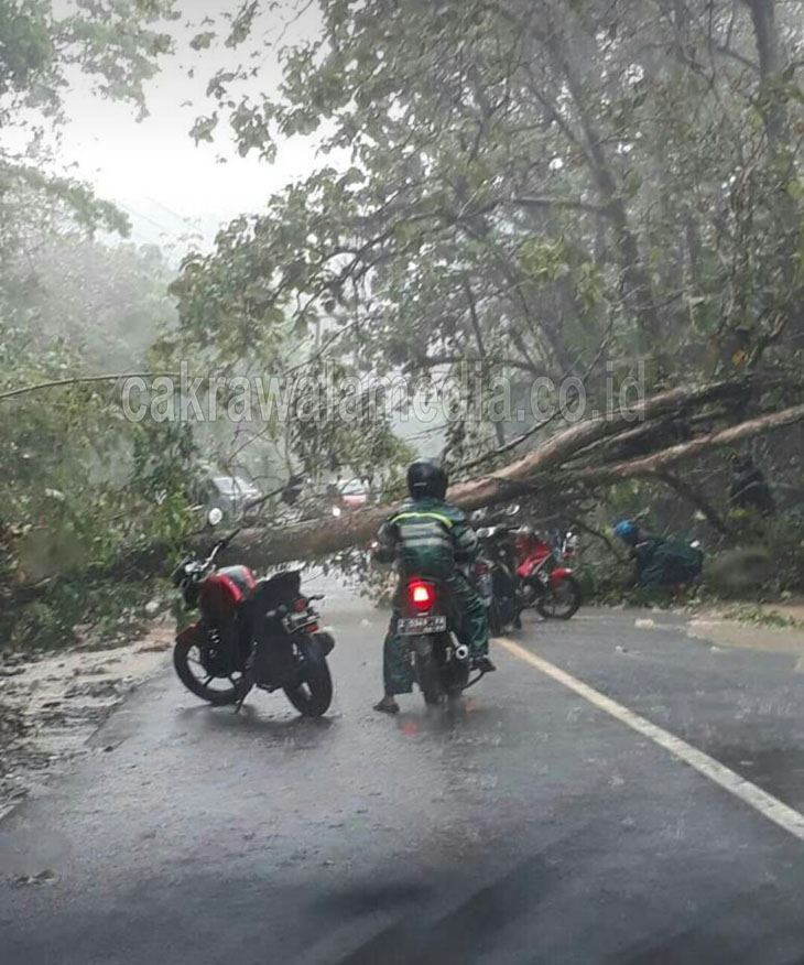 Lagi, Pohon Besar Tumbang di Emplak Pangandaran, Arus Lalin Tertutup