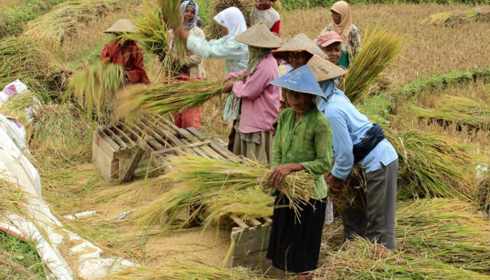 Nilai Tukar Petani Naik 0,61 Persen
