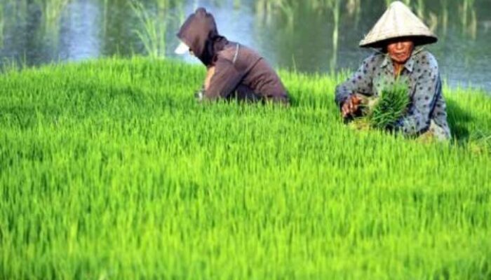 Ribuan Petani di Pangandaran Terima Bantuan Kartu Tani Dari Pemerintah Pusat