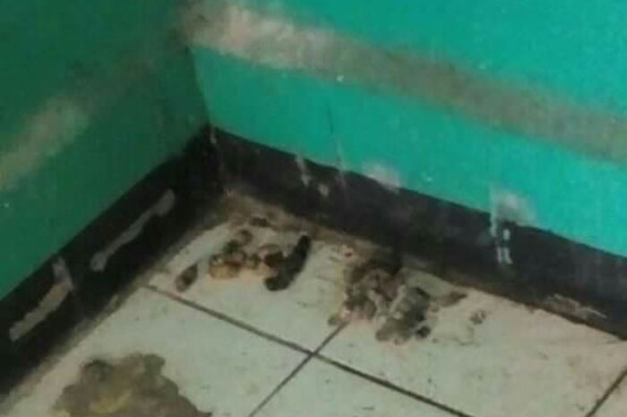 Saat Sudut Kamar Kelas III RS. dr. Soekardjo Berserakan Kotoran Binatang, Sehatkah untuk Pasien?