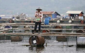 Curah Hujan Tinggi, Produksi Ikan di Waduk Saguling Turun 15 Ton/Hari
