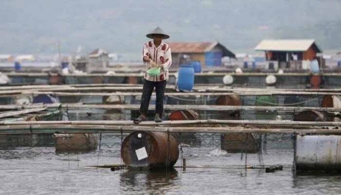 Curah Hujan Tinggi, Produksi Ikan di Waduk Saguling Turun 15 Ton/Hari