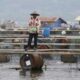 Curah Hujan Tinggi, Produksi Ikan di Waduk Saguling Turun 15 TonHari