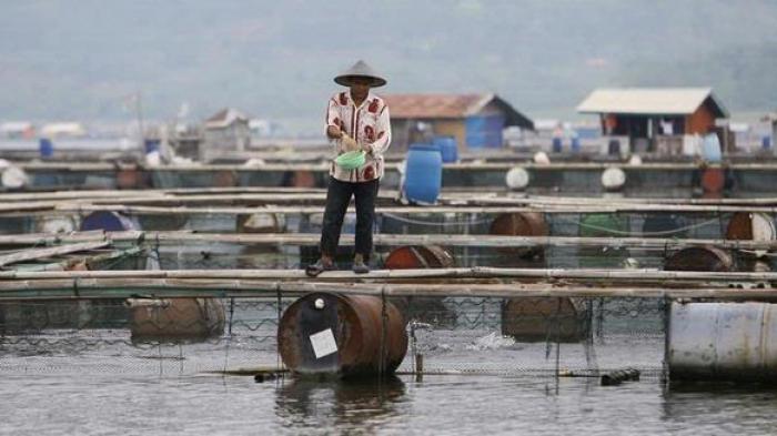 Curah Hujan Tinggi, Produksi Ikan di Waduk Saguling Turun 15 TonHari