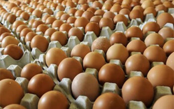 Omzet Turun 25 Persen, Pedagang Telur Ayam Mengeluh