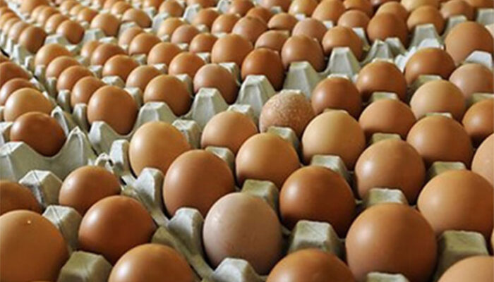 Omzet Turun 25 Persen, Pedagang Telur Ayam Mengeluh