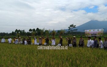 Swasembada Pangan, TNI dan Petani Panen Raya di Cisayong