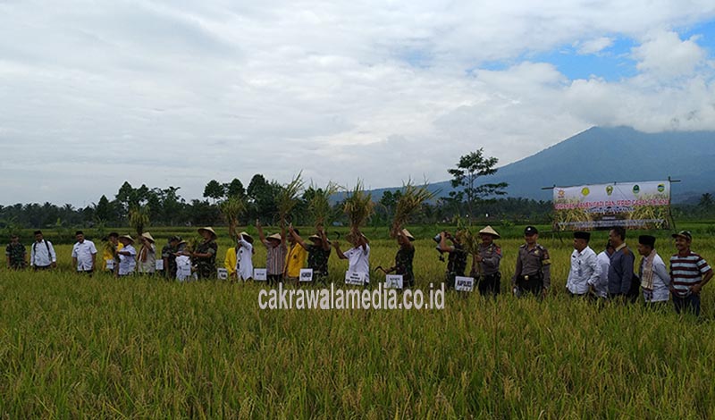 Swasembada Pangan, TNI dan Petani Panen Raya di Cisayong