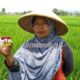 Tanpa Kartu Tani, Pupuk Subsidi Bisa Dibeli