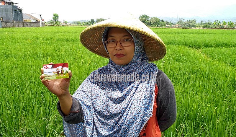 Tanpa Kartu Tani, Pupuk Subsidi Bisa Dibeli