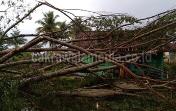 Diterpa Angin Puting Beliung, Pohon Besar Timpa Rumah Bu Edah