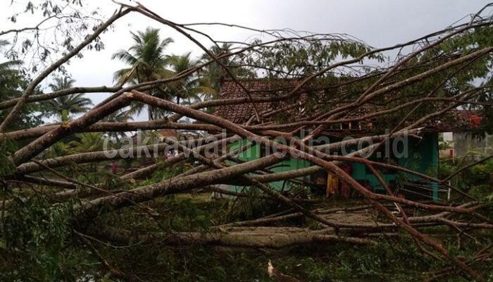 Diterpa Angin Puting Beliung, Pohon Besar Timpa Rumah Bu Edah