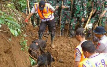 Jenazah Adit Korban Longsor di Cijeruk Berhasil Ditemukan Oleh Anjing Pelacak